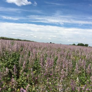 Field of larkspur?